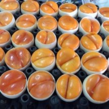 สรุปบทเรียนโครงการโตไปไม่ว่างงาน