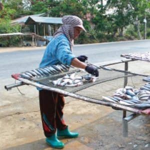 ปลาอกกะแร้จากต้นน้ำทางปัญญาสู่มูลค่าทางตลาดเรื่องเล่าชาวประมง