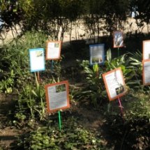 สวนสมุนไพร