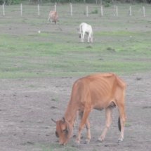 สำรวจสัตว์เลี้ยงในชุมชน   วันที่ 25 มิถุนายน 2556  ณ ชุมชนบ้านทะเลนอก