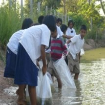 เลี้ยงปลาดุก