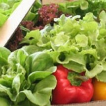 ผักปลอดสารพิษ