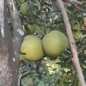 โครงการแผนที่ส้มโอชุมชนบางขันแตก