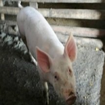 ฐานการเลี้ยงหมู