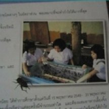 โครงงานคณิตศาสตร์เรื่องมหัศจรรย์จิ้งหรีดน้อย