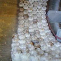 ฐานการเพาะเห็ดนางฟ้า