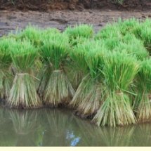 ศึกษาดูงาน