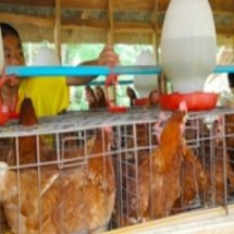 ฐานการเลี้ยงไก่ไข่