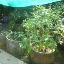 รากฐานความพอเพียง