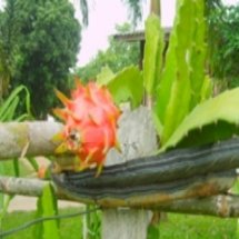 ฐานการปลูกแก้วมังกร