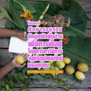 ศึกษารวบรวมข้อมูลผักพื้นบ้าน เพื่อการฟื้นฟูโดยการหาวิธีการปลูกในรูปแบบใหม่ของชุมชนบ้านทุ่งพัฒนา (กลุ่มเยาวชนบ้านทุ่งพัฒนา)