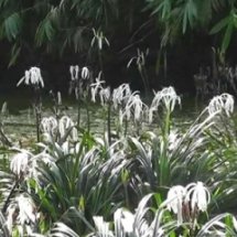 วัดอัตราการรอดและการเจริญเติบโตของพลับพลึงธารตลอดทุกเดือน