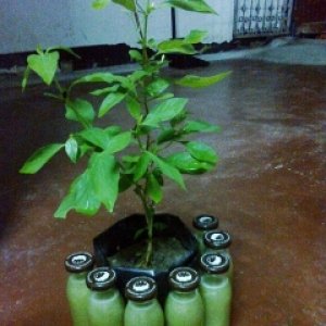 โครงการ Hero Herb กลุ่ม CD Dr.kampong มหาวิทยาลัยราชภัฎสงขลา