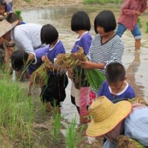 ค่ายการเรียนรู้วิถีชีวิตชาวนา...ด้วยการทำนาดำ