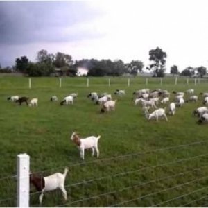 โครงการพัฒนาคุณภาพอาหารและโรงเรือนโดยการมีส่วนร่วมของเกษตรกรผู้เลี้ยงแพะใน ตำบลหนองหญ้า