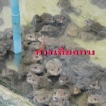 ฐานการเลี้ยงกบ