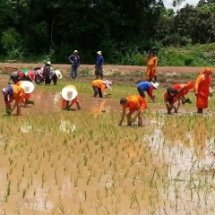 พระภิกษุ-สามเณรวัดนิโครธาราม ร่วมกับชาวบ้านหนองบัว ในการช่วยกันลงแขกดำนา ตามแนวทางเกษตรวิถีพุทธ พื้นที่แปลงปลูกข้าวพันธุ์สิรินธร