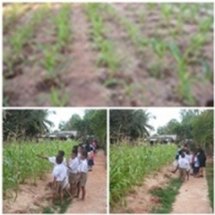 คุณธรรมจากข้าวโพด