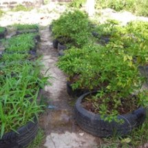 เพิ่มพื้นที่สีเขียวให้กับโรงเรียนและชุมชน