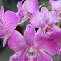 กิจกรรมสำรวจป่าตรวจพันธ์กล้วยไม้