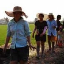 การทำนาโยน เกษตรอินทรีย์ 