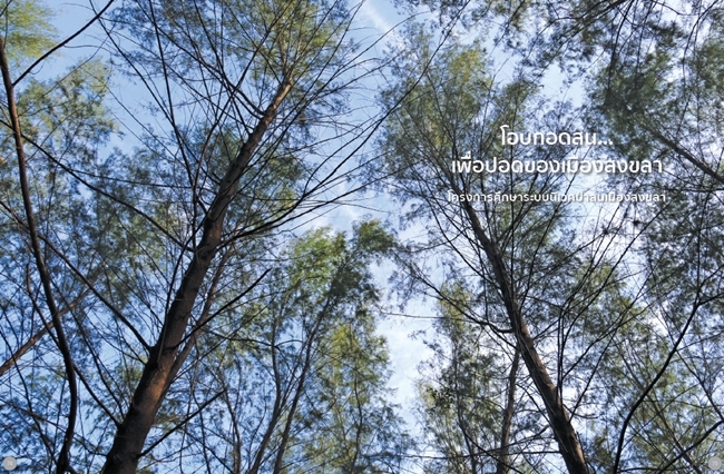 โครงการศึกษาระบบนิเวศป่าสนเมืองสงขลา